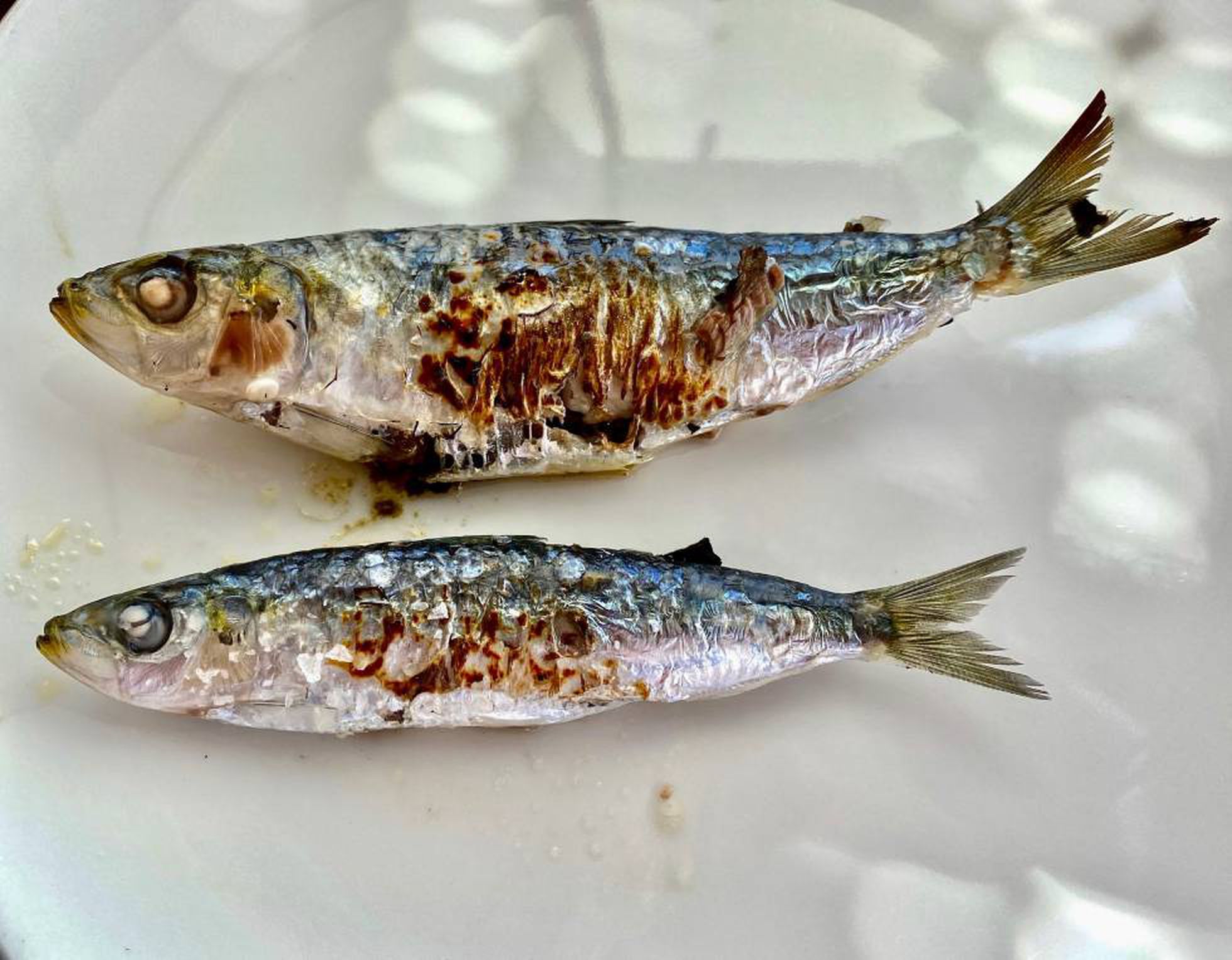 Sardinas