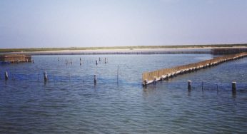 De pesca en las encañizadas del Mar Menor