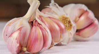 Concurso de cocina con Ajo Morado en Las Pedroñeras