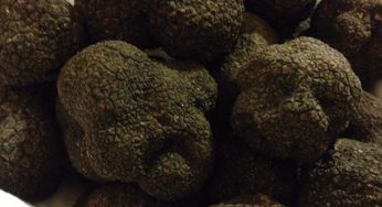 Trufa negra: guía práctica. Cómo elegir la mejor, cocinarla, conservarla…