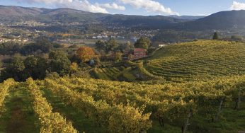 Los mejores vinos gallegos <br/>según Pepe Solla