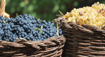 Fiestas del vino: bebe, cata y disfruta por todo el país