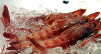 IV Concurso de Cocina Creativa de la Gamba Roja de Dénia