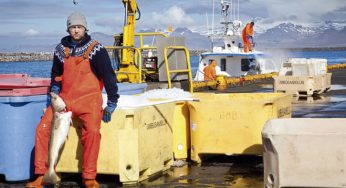Bacalao de Islandia, un seco muy jugoso