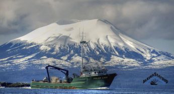 Salmón salvaje de Alaska, en plena temporada