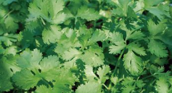 Cilantro ¿ lo odias o lo amas?