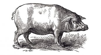 Salamanca acogerá el I Foro Internacional del Cerdo Ibérico en noviembre de 2017