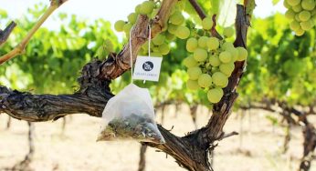 Celler Credo crea las primeras infusiones de viña