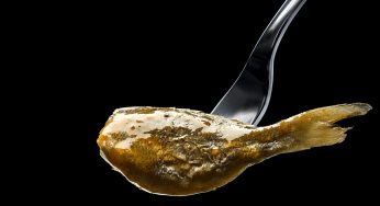 Doraducas y lubinucas: alta cocina en lata