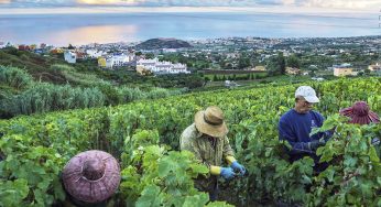 10 vinos para descubrir Tenerife