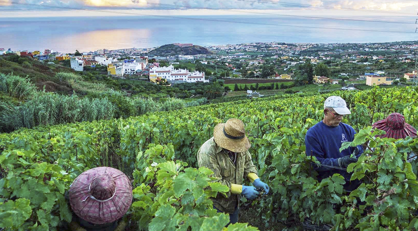 10 vinos para descubrir Tenerife