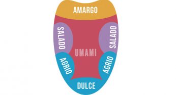 Siete curiosidades sobre el umami