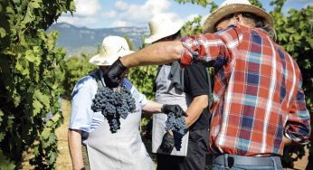 Vendimia en Bodegas Vivanco