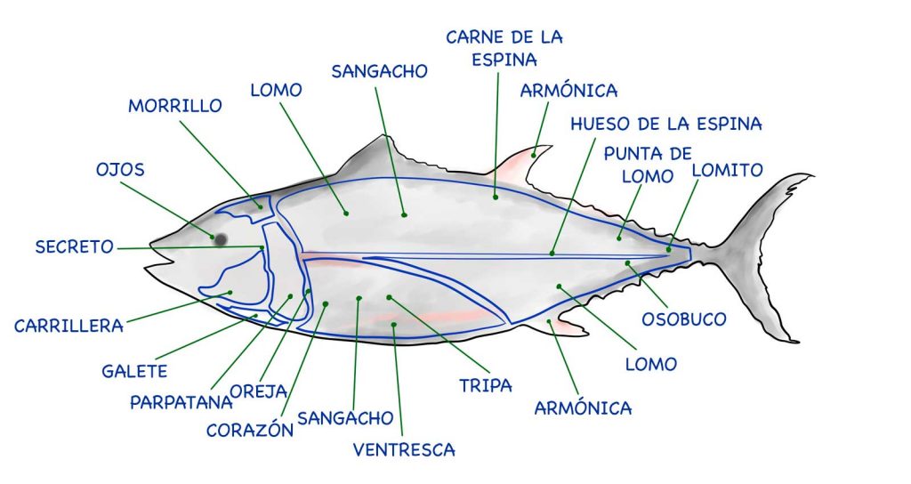 Despiece del atún