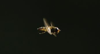 Slow Bees, la campaña para salvar las abejas y nuestra biodiversidad