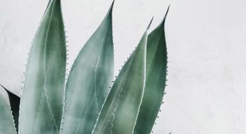 Aloe vera verdades y mentiras de una planta mágica que se cocina