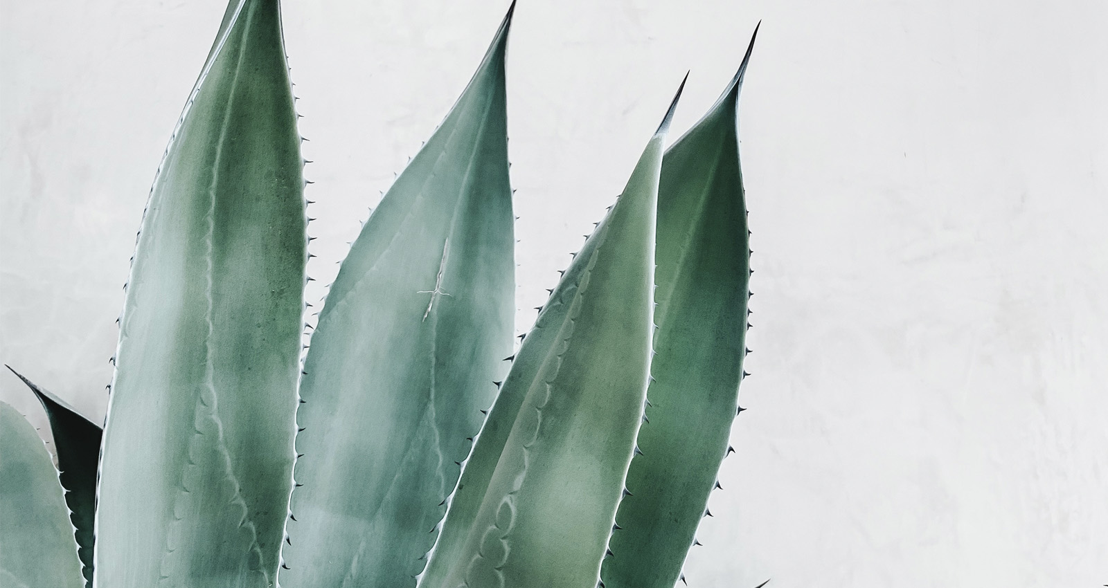 Aloe Vera Verdades Y Mentiras De Una Planta Magica Gastroactitud