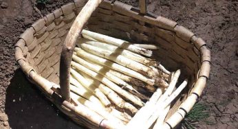 Cómo reconocer los mejores espárragos blancos