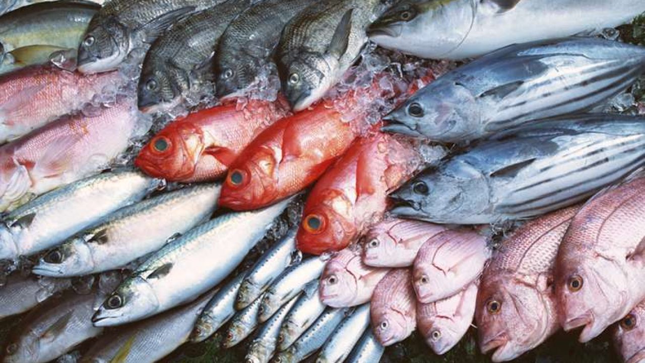 Subir y bajar ayudar canta Consejos para conservar y cocinar pescado en casa - Gastroactitud. Pasión  por la comida