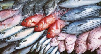 Consejos para conservar y cocinar pescado en casa