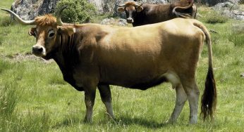 Carne de vaca española: las mejores razas autóctonas