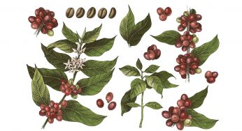 10 secretos de la planta del café que no conocías