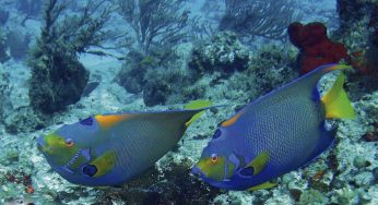 Encuentro de los Mares 2020