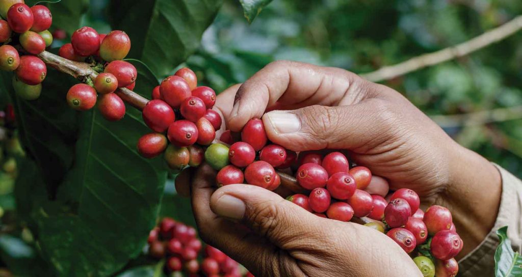 10 secretos de la planta del café que no conocías - Gastroactitud. Pasión  por la comida
