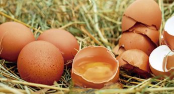 Huevo y salmonella: cómo evitar el riesgo