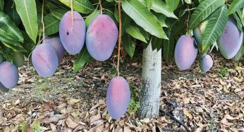 Mangos y aguacates de calidad cultivados en España