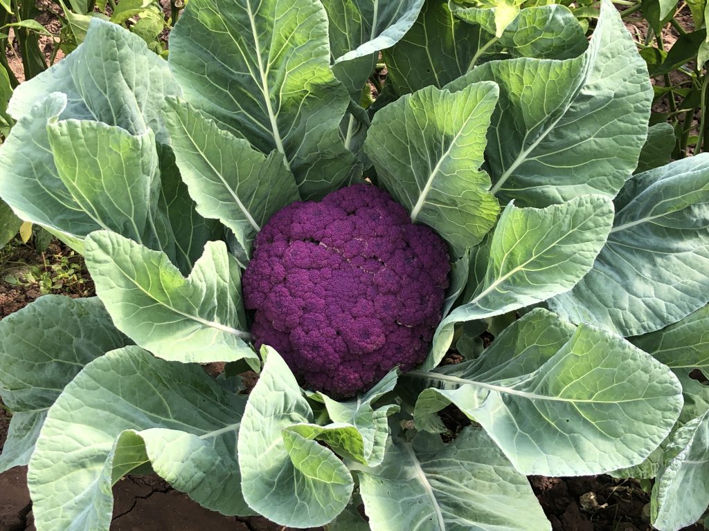 Coliflor morada en la huerta de Venta Moncalvillo GastroActitud