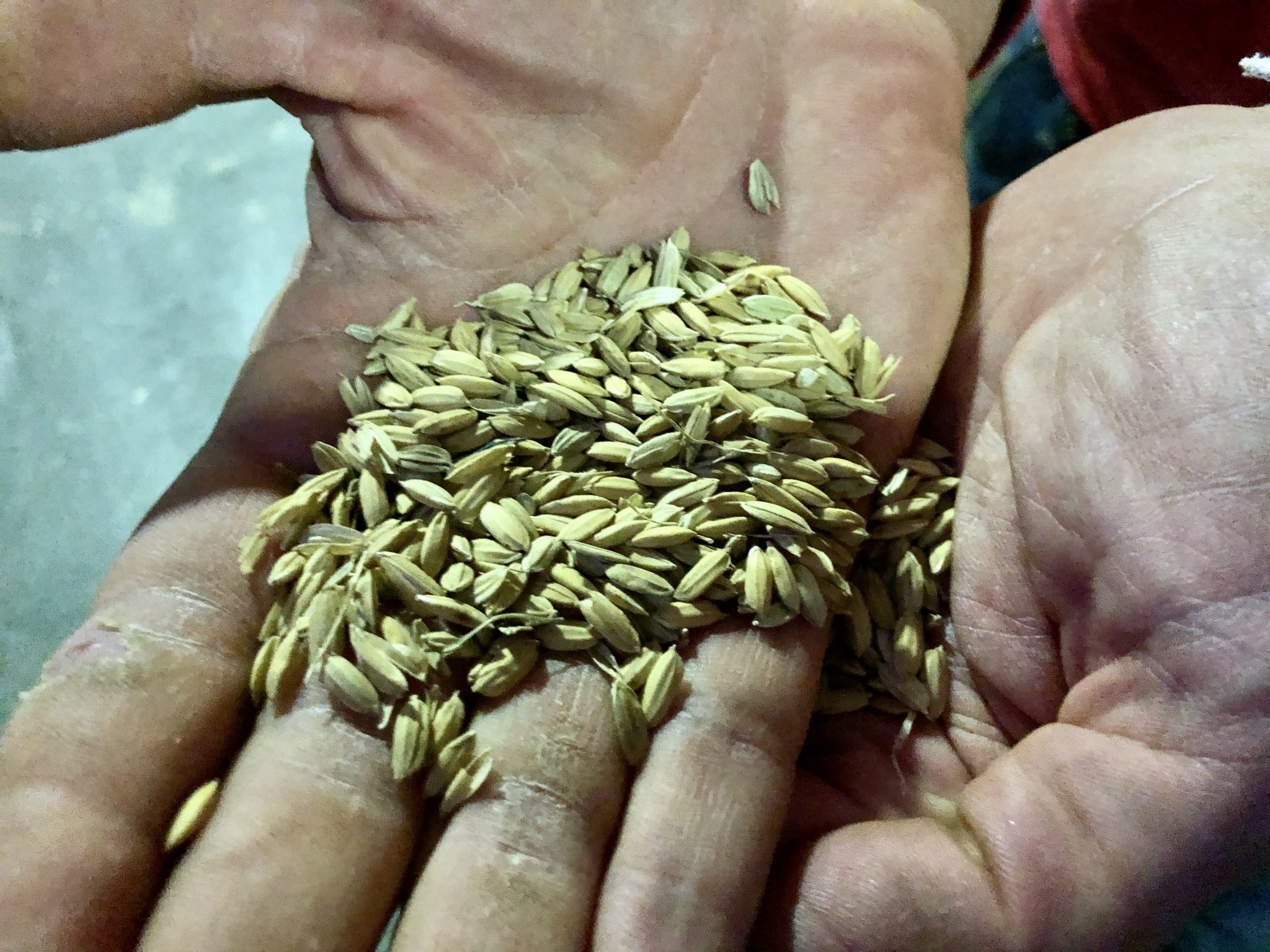 Granos de arroz con su cáscara, antes de entrar al molino