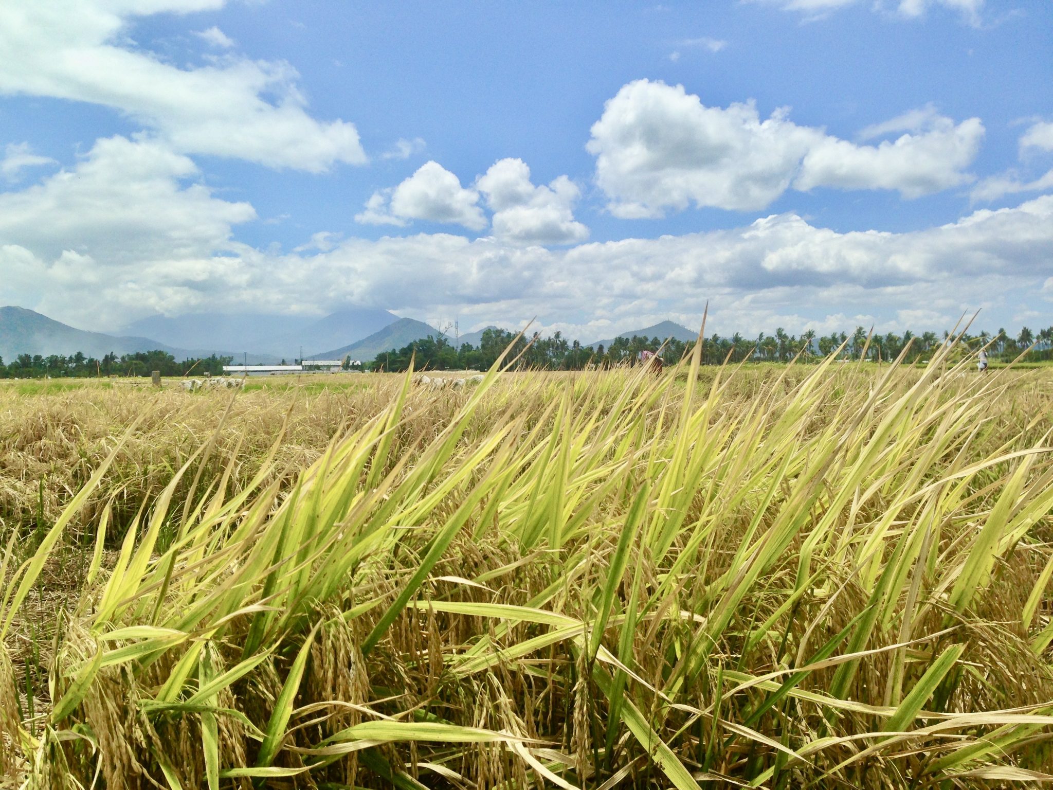 Campos de arroz 
