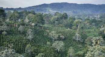 Cocabel de Honduras, gana la V edición del Premio Internacional de café Ernesto Illy