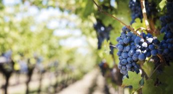 10 tendencias para el mundo del vino en 2021