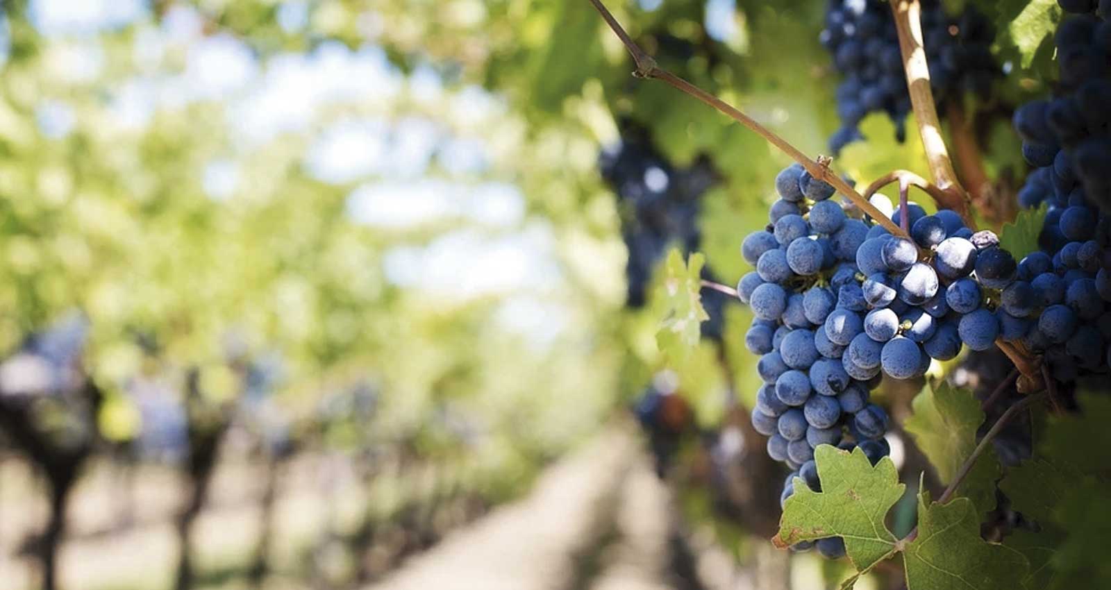 10 tendencias para el mundo del vino en 2021