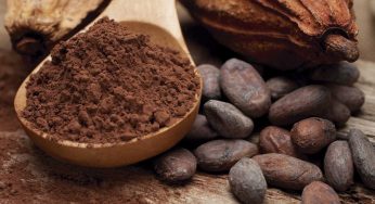 ¿Qué son los chocolates bean to bar? Pol Contreras nos lo explica