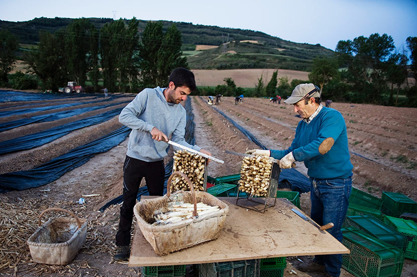 Cultivo del espárrago blanco en Navarra