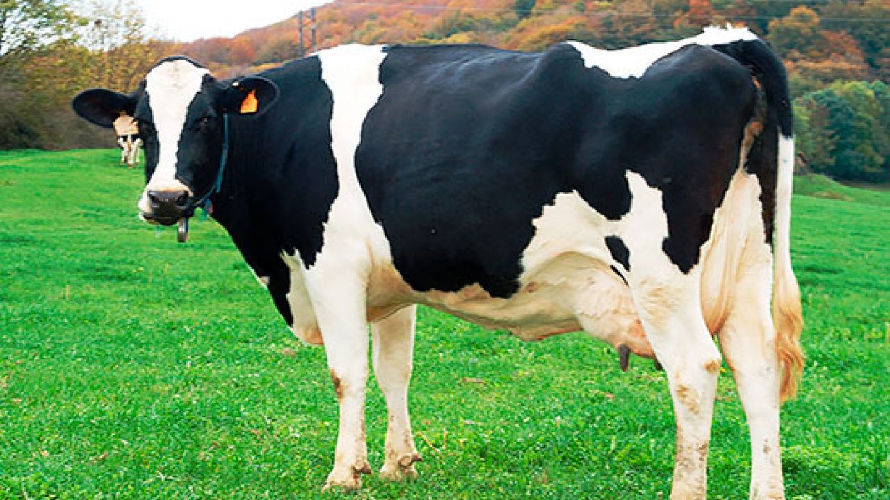 Orbita Amperio luto Razas de vacas de los asadores - Gastroactitud. Pasión por la comida