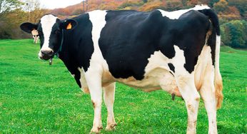 ¿Qué razas de vacas triunfan en los asadores?