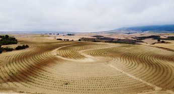 Bodegas RODA inicia un proyecto enfocado a la viticultura regenerativa