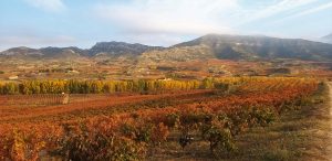 Viñedos otoñales en Haro