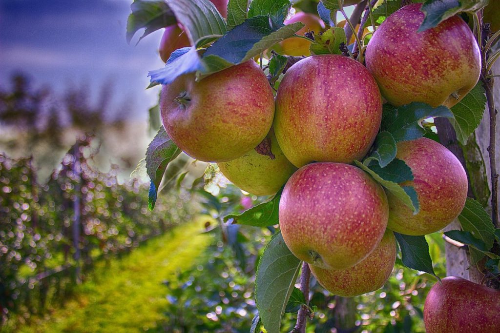 Manzanas arbol