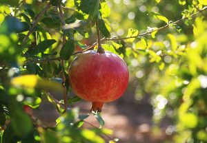 Fruta de granada colgada en un árbol