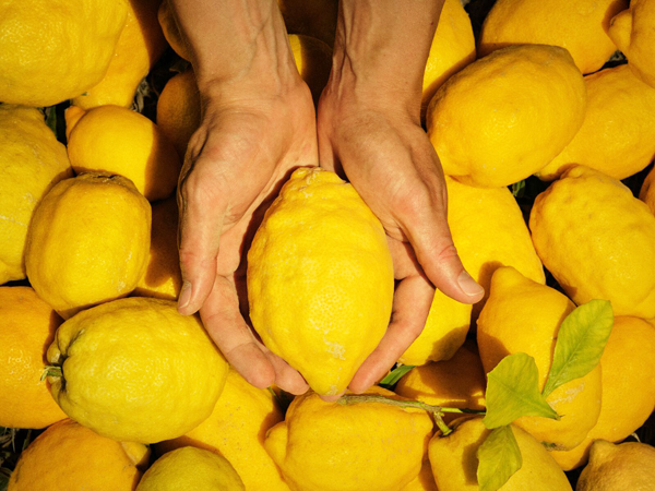 Limones murcianos utilizados en la elaboración de Bombay Sapphire Premier Cru