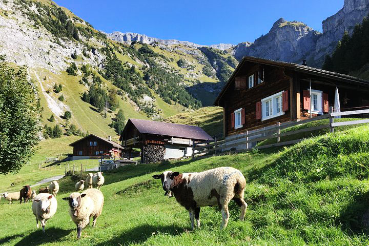 Ganado en las montañas de Suiza