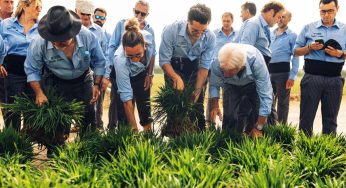 Los cocineros españoles se dan cita en la Albufera para plantar arroz