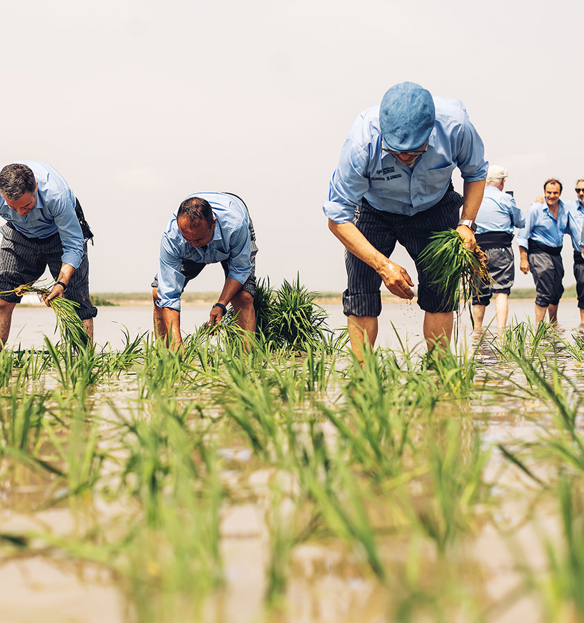 Cocineros en la Albufera plantando arroz