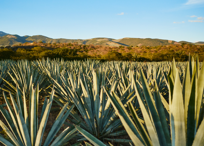 Mezcal Amarás replanta siete agaves por cada uno que cosecha