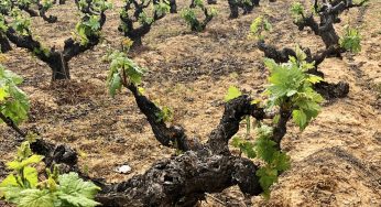 Vinos de pueblo y viñas viejas: la riqueza oculta del vino español